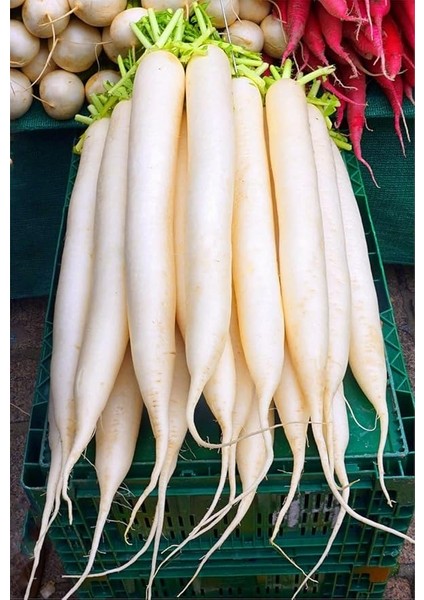 Tarım Doğal Beyaz Uzun Turp Mino Early 500 Adet Tohum