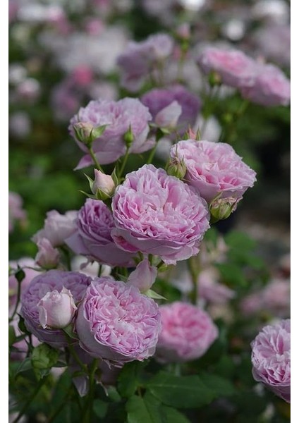 Look Kokulu Ithal Hollanda Gülü Tohumu- Açık Lila 20 Adet TH-3219876453210321