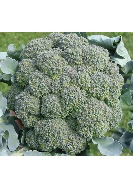 (Çoklu Tohum) - 3 Gram fiyatları