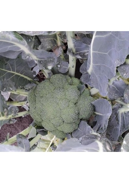 (Çoklu Tohum) - 3 Gram modelleri