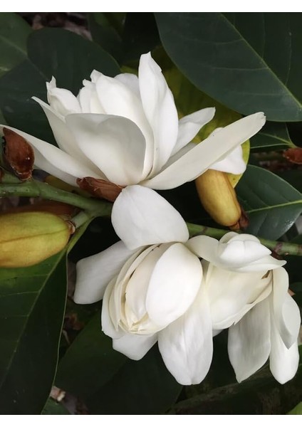 Tapınak Manolyası Manolya 10 Adet Tohum Yeni Sezon Ürünü