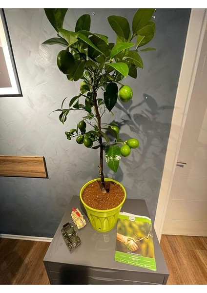 Sepetim Yeşil Dekoratif Saksılı Limon Fidanı