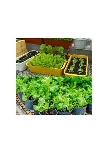 Sebze Için, Organik Gübre, Organik Sertifikalı, Kök Geliştirici, Toprak Düzenleyici, Bitki Besleyici 25 kg (1) indirimleri