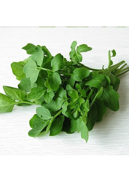 Tarım Ata Tohumu Yerli Enli Tere 1000 Adet Tohum fırsatları