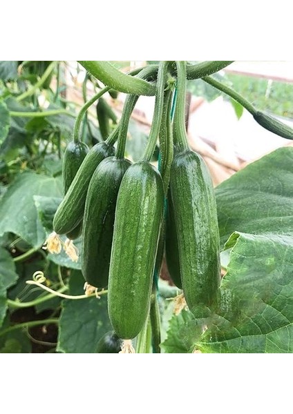 Paket Doğal Sırık Salatalık (Hıyar) Fidesi (5 Adet) fiyatları