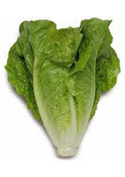 Garden Yerli Marul Yedikule 1000 Ad. Tohum