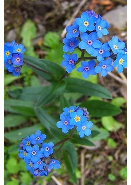 Look Mavi Unutma Beni Çiçeği Tohumu / 20 Adet Tohum TH-THMCMTHM371 modelleri