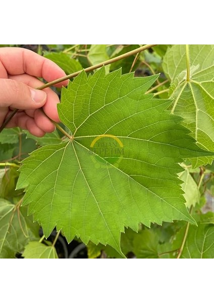 Sepetim 2 Yaş Narince (Tokat) Sarmalık Üzüm Asma Fidanı fırsatları