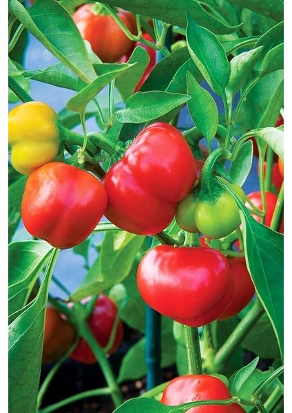 Dünyam Kamber Domates Biberi Tohumu / 10+ Adet Tohum fiyatları