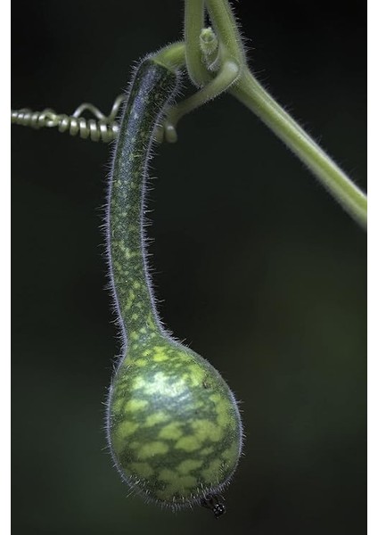 Kuğu Su Kabağı Tohumu / 10 Adet Tohum modelleri