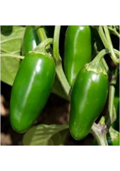 Adet Kırmızı Jalapeno Biber Tohumu modelleri