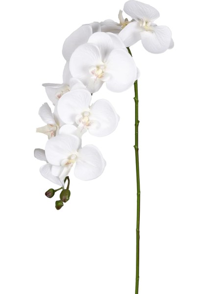 Orkide Beyaz 95 Cm.