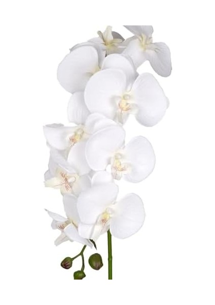 Orkide Beyaz 95 Cm. modelleri