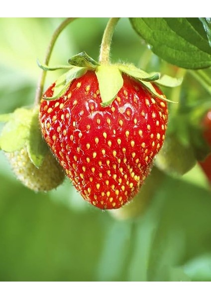 Tarım Yerli Doğal Çilek Yediveren 0,1 Gram Tohum fırsatları