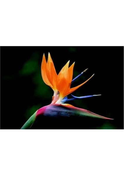 Look Nadir Cennet Kuşu Orkide Tohumu 2 Tohum Çiçek Tohumu TH-THMCMTHM166 fiyatları