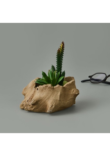 Ağaç Kökü Saksıda Sukulent - 15X16X16 cm fiyatları