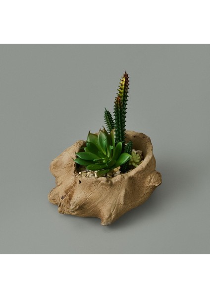 Ağaç Kökü Saksıda Sukulent - 15X16X16 cm modelleri