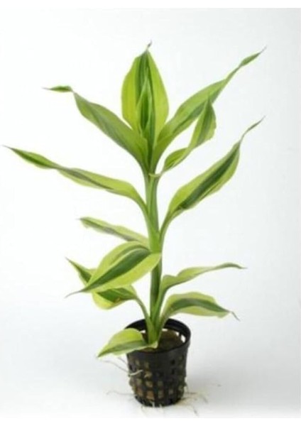 Sanderiana White Saksı Canlı Bitki