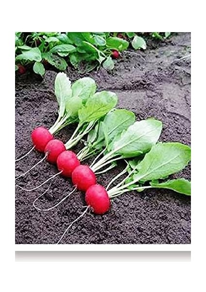 Tarım Ata Tohumu Yerli Fındık Turp 500 Adet Tohum