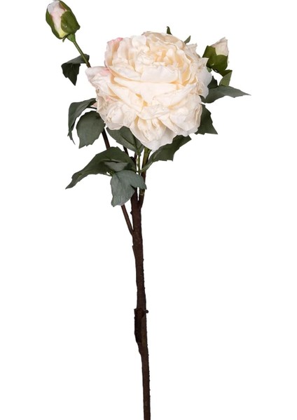 Gül Kurumuş Efektli Krem 60 Cm.