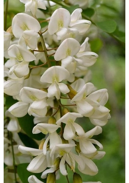 Look Beyaz Salkım Akasya Ağacı Tohumu / 5 Adet Tohum TH-2022DSHNGLKTHM231 modelleri