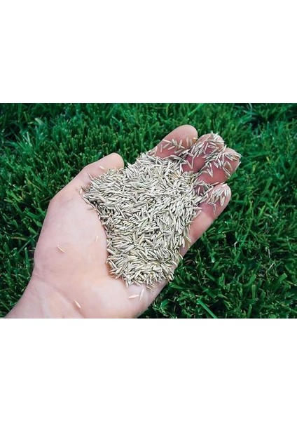 Tohumu Ithal 6'li Karışım Eco Planet Seed 6-M Mix Imar ve Tamir Çimi (1 kg Şeffaf Pakette) fırsatları