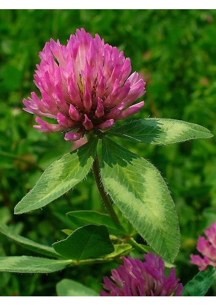 Üçgül Çiçeği Çayır Üçgülü Tohumu 100 Adet Tohum modelleri