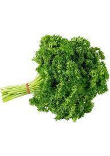 150 Adet Tohum Kıvırcık Maydonaz Tohumu Geniş Yapraklı Maydonoz Tohumu Süpriz Hediye Tohum