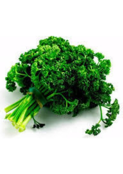 150 Adet Tohum Kıvırcık Maydonaz Tohumu Geniş Yapraklı Maydonoz Tohumu Süpriz Hediye Tohum fiyatları