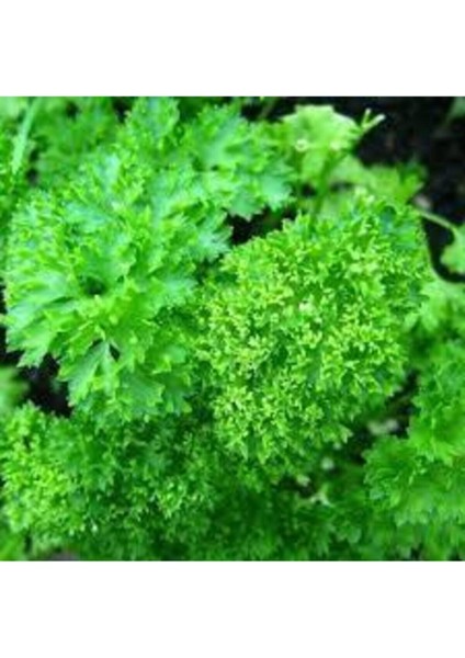 150 Adet Tohum Kıvırcık Maydonaz Tohumu Geniş Yapraklı Maydonoz Tohumu Süpriz Hediye Tohum modelleri