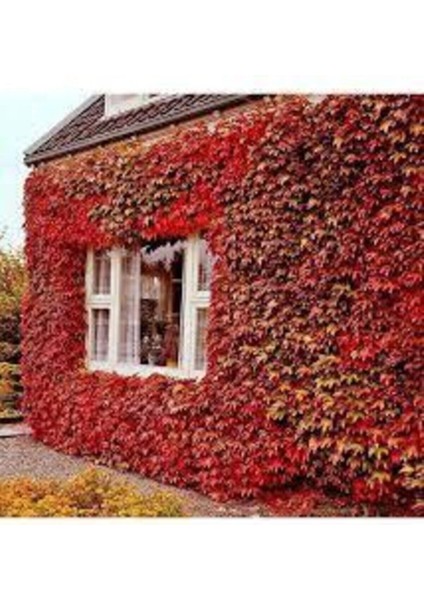 200 Adet Tohum Çok Nadir Bulunan Kırmızı Japon Sarmaşık Tohumu Japon Sarmaşığı Sürpriz Hediye