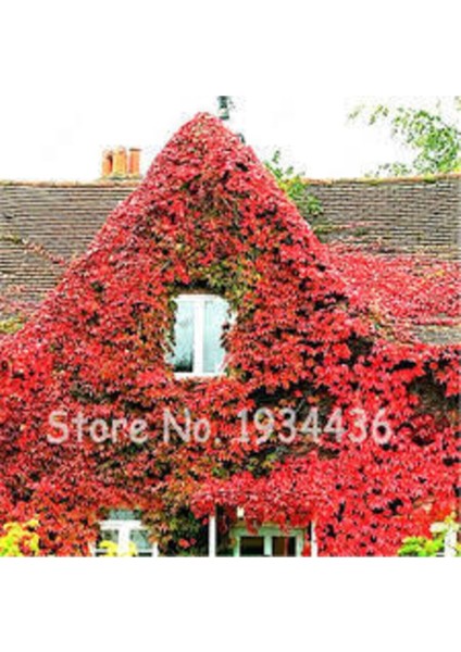 200 Adet Tohum Çok Nadir Bulunan Kırmızı Japon Sarmaşık Tohumu Japon Sarmaşığı Sürpriz Hediye fiyatları