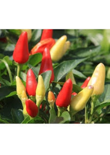 100 Adet Tohum Acı Süs Biberi Tohumu Fındık Biberi Tohumu Topak Biber Tohum fiyatları