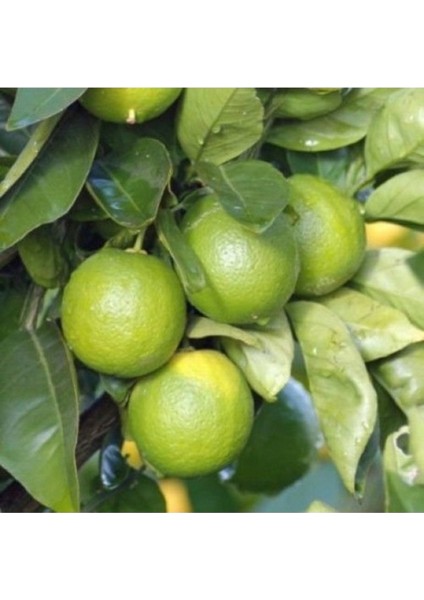 10 Adet Tohum Nadir Yeşil Limon Ağacı Ağaç Tohumu Saksı Toprak Hediyemiz