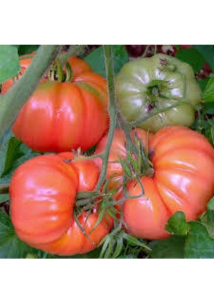 100 Adet Tohum Organik Köy Domatesi Tohumu Ata Tohum Yerli Tabak Köy Domates Tohum Hediye Sebze Tohu