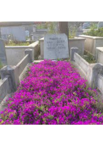 50 Adet Tohum Nadir Ithal Asteriks Asterix Astriks Mezar Çiçeği Tohumu Çok Yıllık Kabir Çiçeği Tohum fiyatları