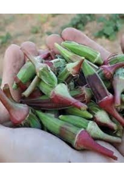 150 Adet Tohum Organik Kınalı Köy Bamyası Tohumu Hobi Bahçe Tohumlar Hediye Tohumlu