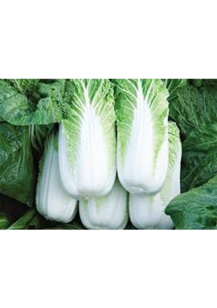 25 Adet Tohum Nadir Çin Yaprak Lahana Tohumu modelleri