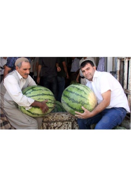 Meşhur Diyarbakır Karpuzu Tohumu Karpuz Tohumu 10 Adet Tohum