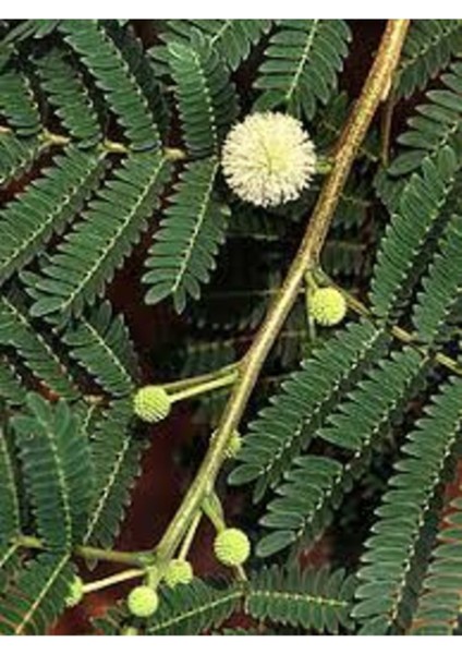 20 Adet Tohum Organik Beyaz Mimoza Ağaç Tohumu Saksı Topraklıdır