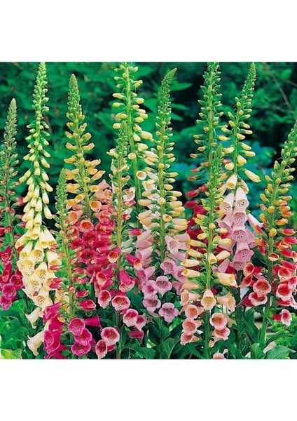 50 Adet Tohum Yüksük Otu Çiçeği Tohumu Çiçek Tohumları Sürpriz Hediye Tohumla Gönderi