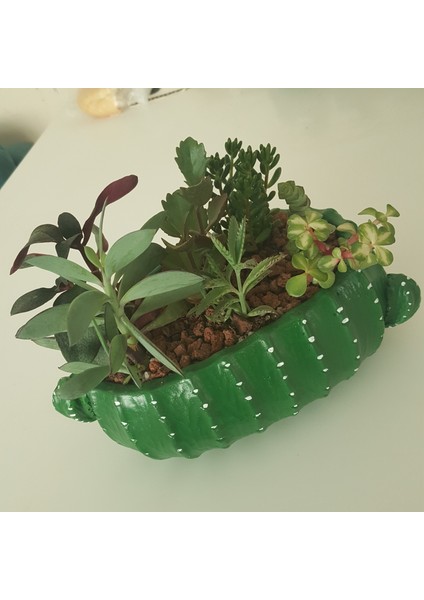 Oval Kaktüs Saksı fırsatları
