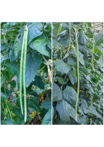 100 Adet Tohum Yeni Hasat Tohum Sürmeli Acebek Tohumlar Köy Acebeği Hediye Tohumlar