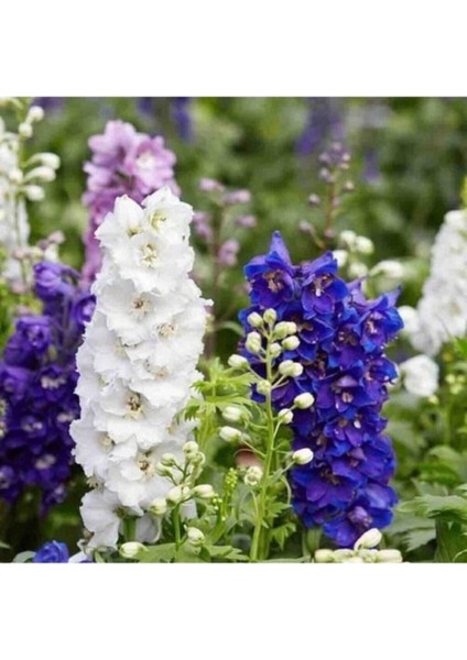 50 Adet Tohum Karışık Hazeran Çiçek Tohumu Mezarlık Kabir Çiçeği Tohumu