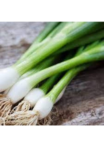 200 Adet Tohum Organik Orjinal Taze Firik Acısız Yeşil Soğan Tohumu Sürpriz Hediye Tohumludur