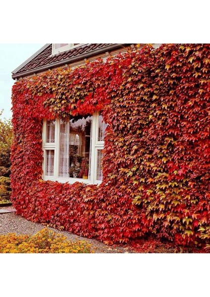 20 Adet Tohum Kırmızı Kurtbağrı Sarmaşık Tohumu Saksı Toprak Hediyelir