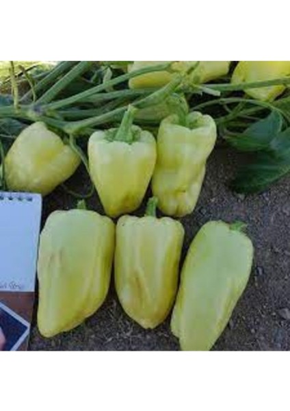 50 Adet Tohum Nadir Beyaz Elazığ Dolmalık Biber Tohumu Organik Yeni