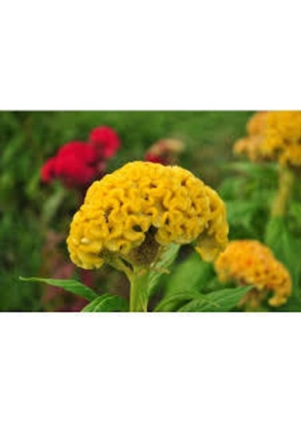 50 Adet Tohum Sarı Horoz Ibiği Çiçeği Tohumu Horozibiği Çiçek Tohum Saksı Toprak Sürpriz Hediye