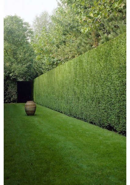 100 Adet Tohum Çit Mazı Tohumu Çit Mazısı Tohumu Mazı Fidan Tohumu Saksı Toprak Hediyemizdir