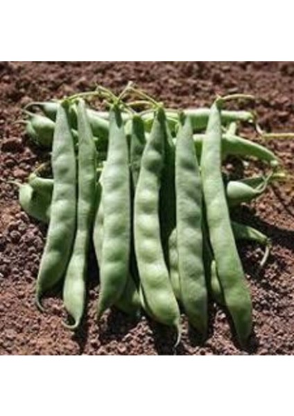 250 Adet Tohum Eko Paket Kılçıksız Simbo Fasulye Tohumu Nadir Fasülye Tohumu fiyatları